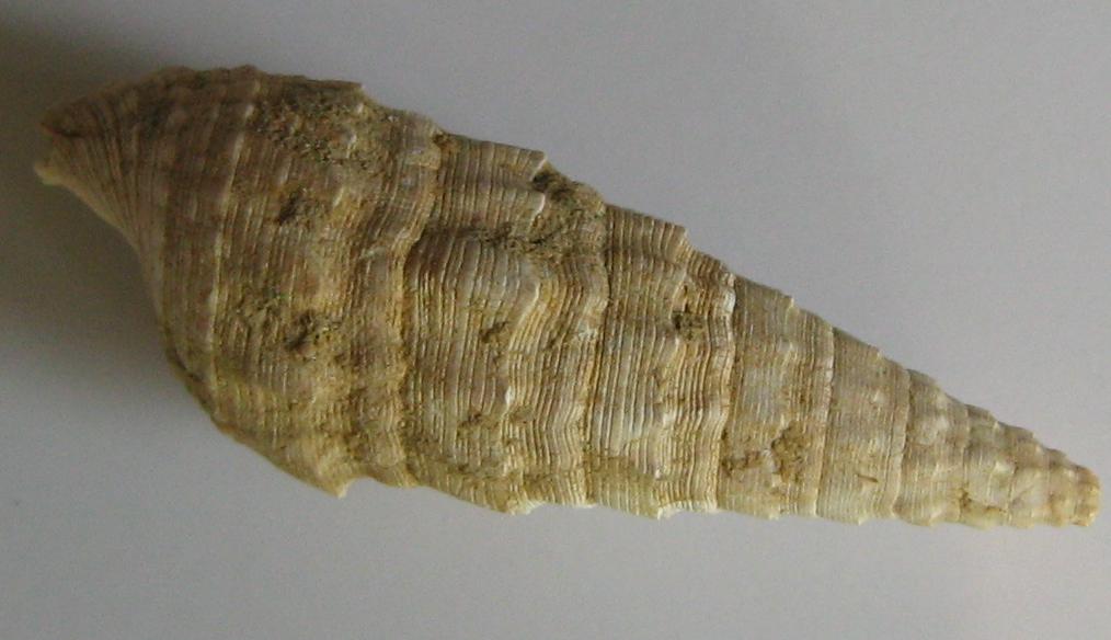 Cerithium varicosum (Brocchi, 1814) - Pliocene